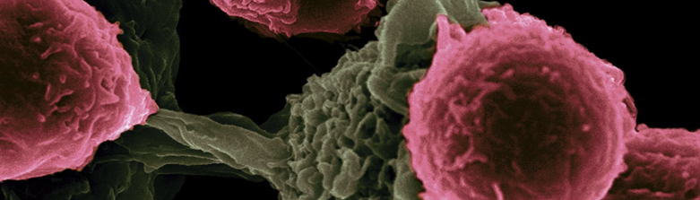 Foto Calificacion Fiscal